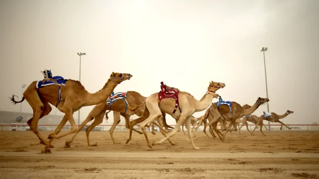 Camel racing event at Al Marmoom Camel Race Track in Dubai. the best to meet new people