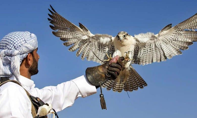 Falconer with a falcon at a cultural sports event in the UAE. for to meet new people