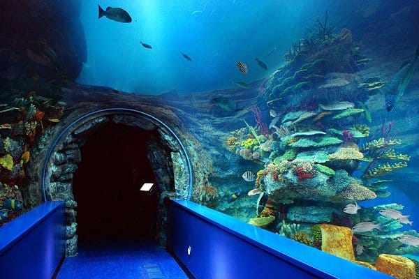 Sharjah Aquarium’s underwater tunnel with marine life, perfect for Sharjah kids activities and educational experiences.